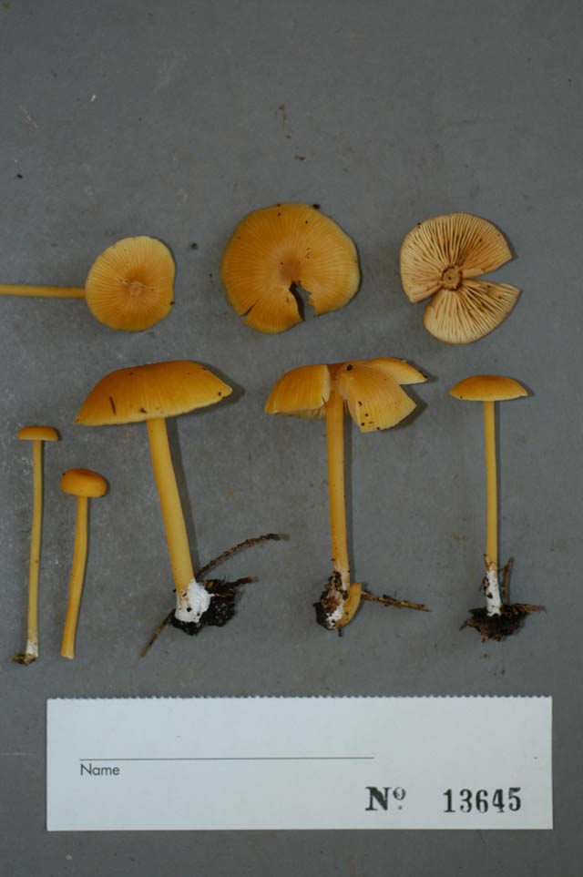 Entoloma farlowii image